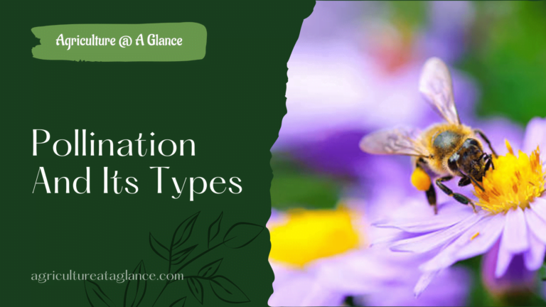 Pollination And Its Types