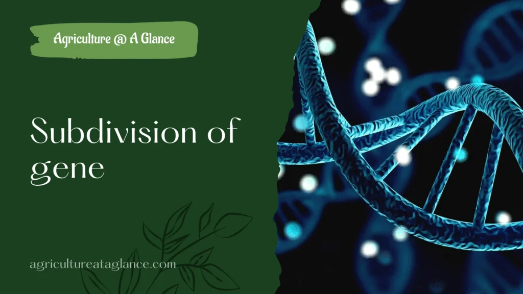 Subdivision of Gene