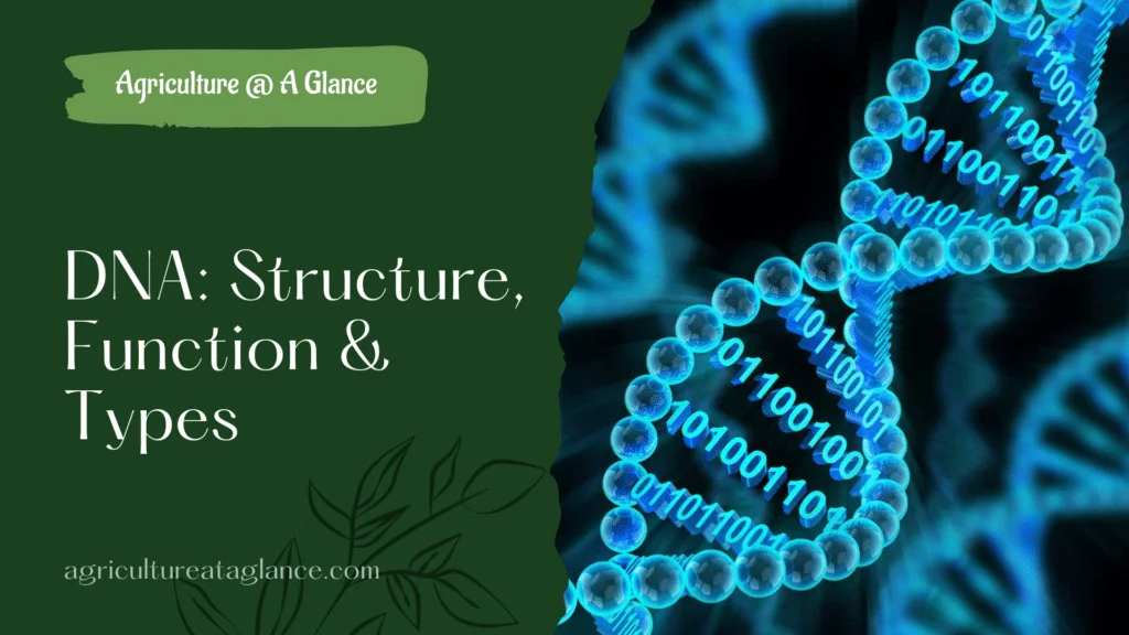 Structure Of DNA
