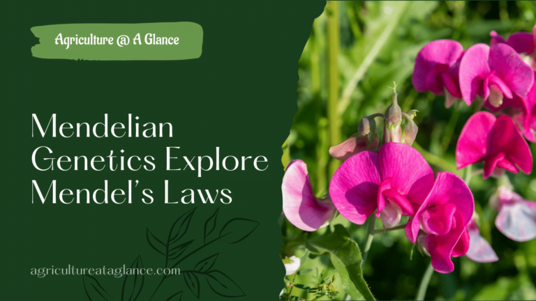 Mendelian Genetics Explore Mendel’s Laws