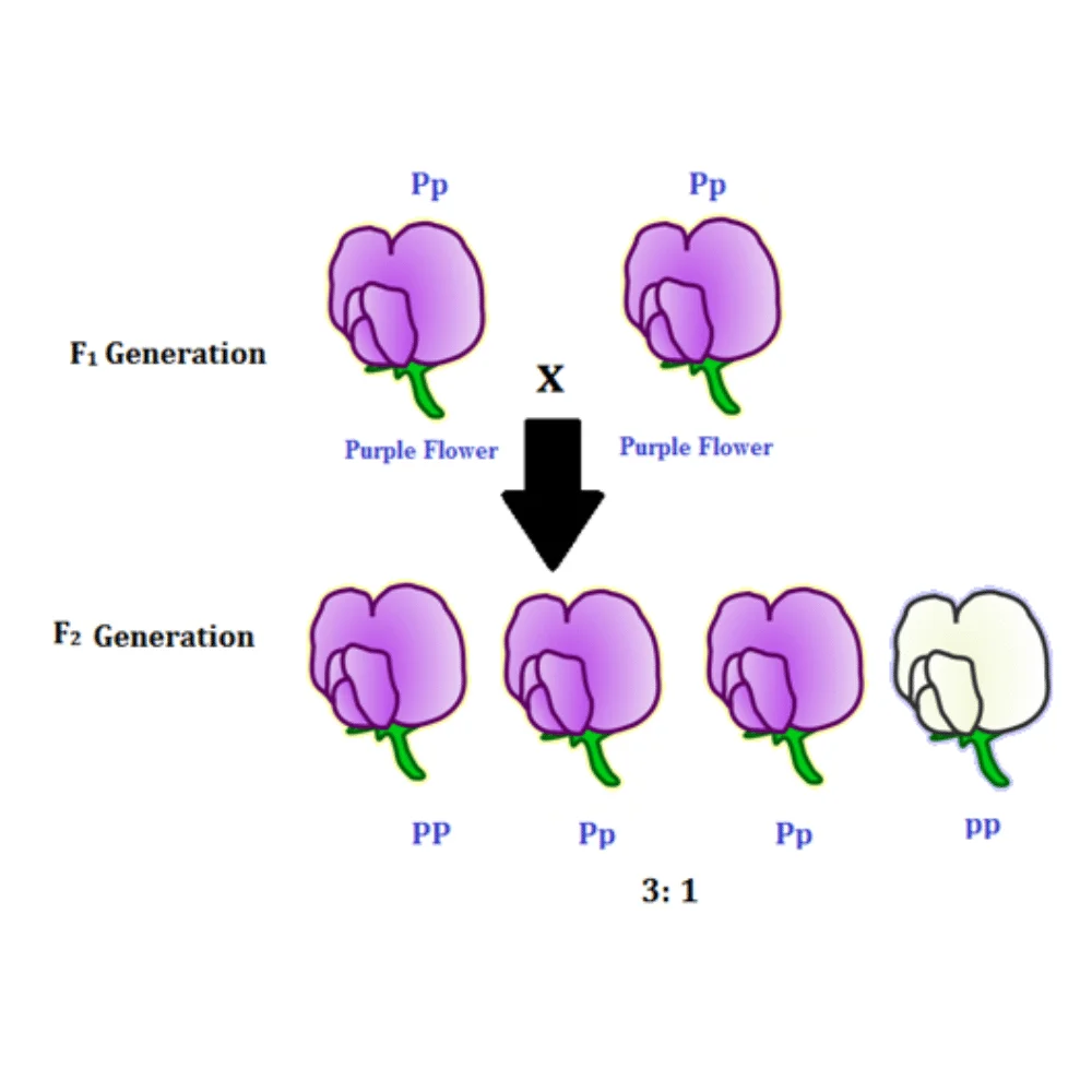 Mendelian Genetics Explore Mendel's Laws- law of independent assortment