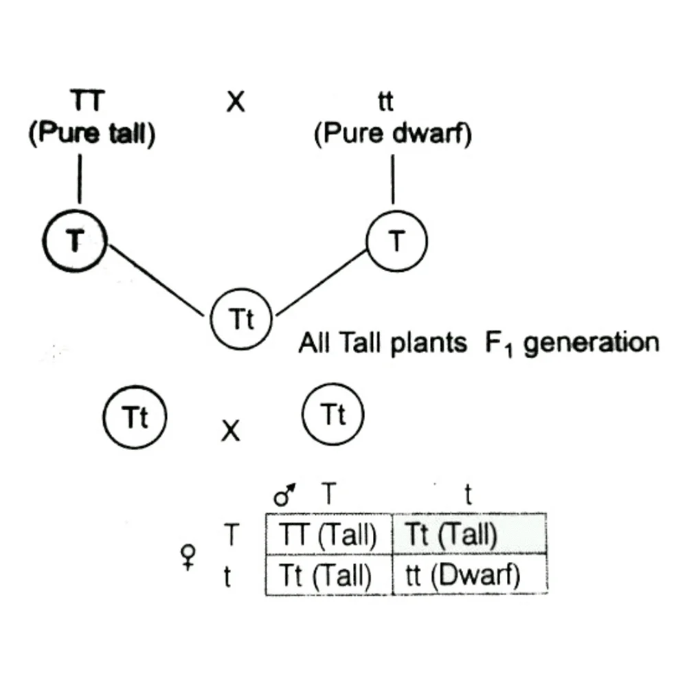 Mendelian Genetics Explore Mendel's Laws- law of dominance