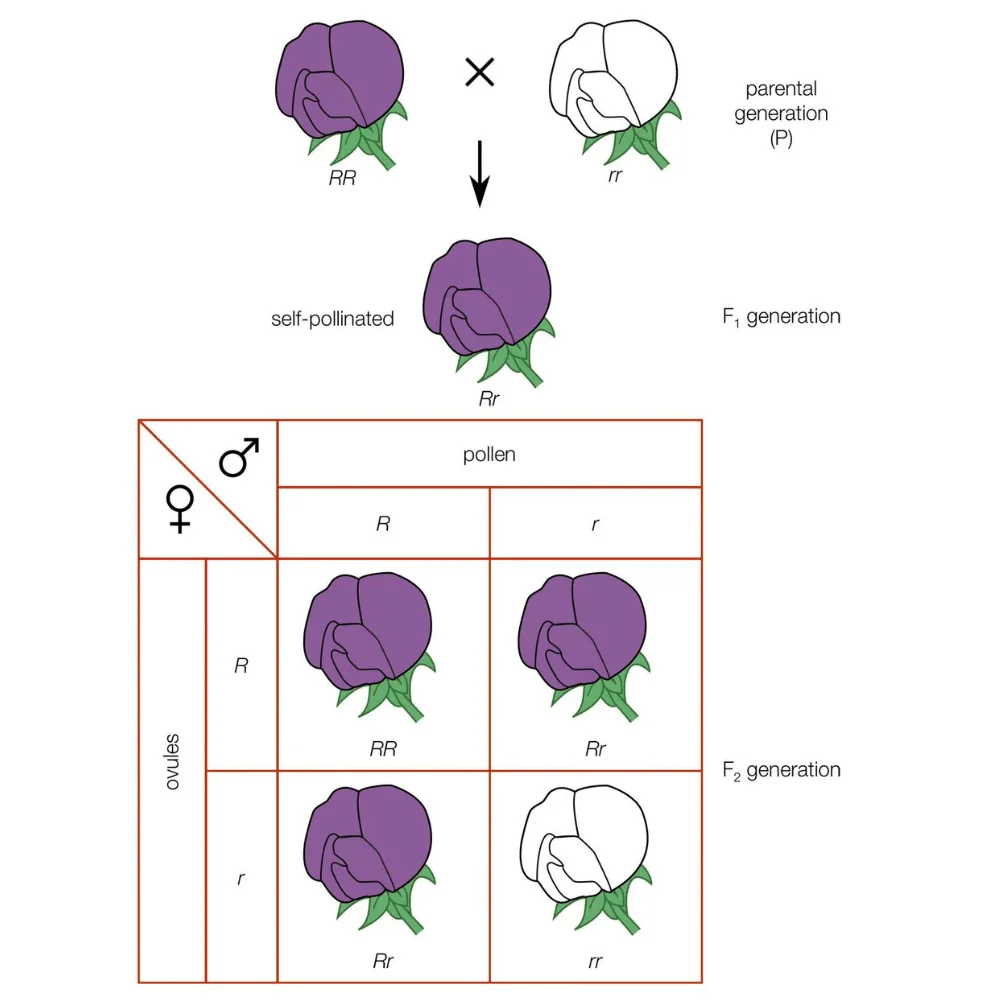 Mendelian Genetics Explore Mendel's Laws- law of segrigation