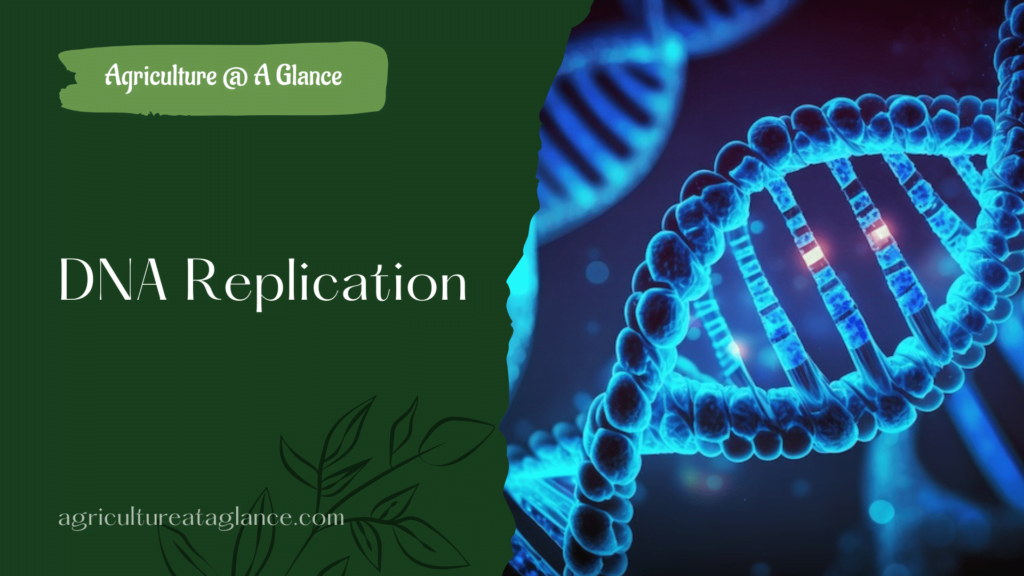 DNA Replication