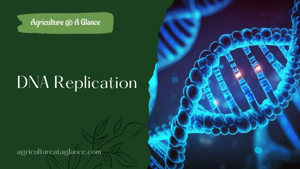 DNA Replication
