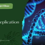 DNA Replication