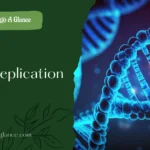 DNA Replication