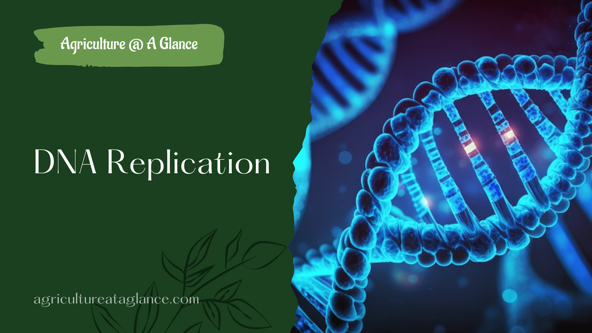 Dna replication agriculture at a glance