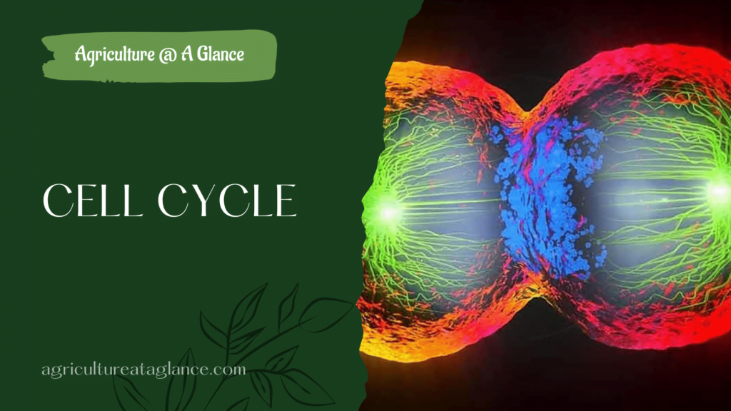 CELL CYCLE