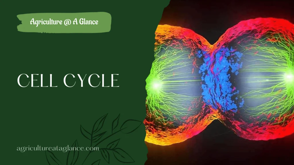 CELL CYCLE