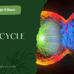 CELL CYCLE