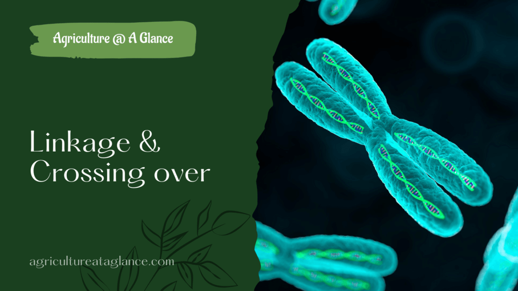 Discussion about linkage and crossing over - Linkage in higher organisms