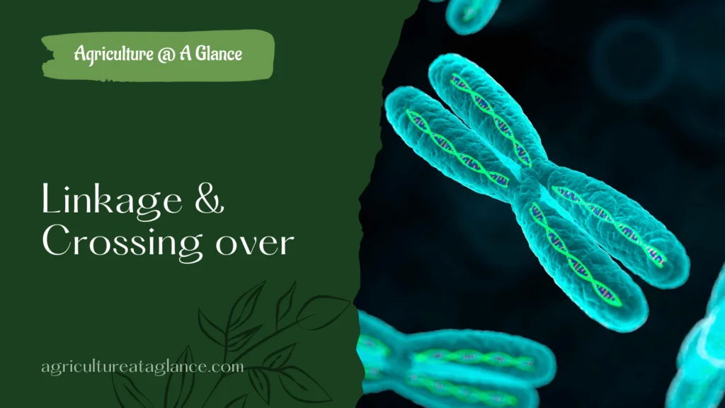 Discussion about linkage and crossing over - Linkage in higher organisms