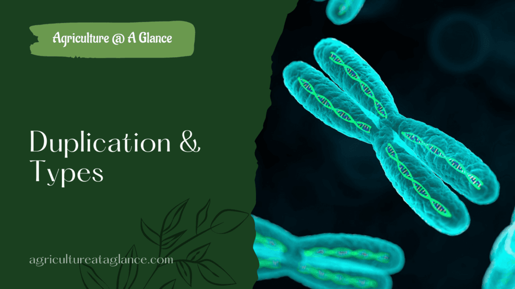 Duplication