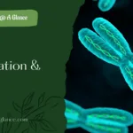 Duplication