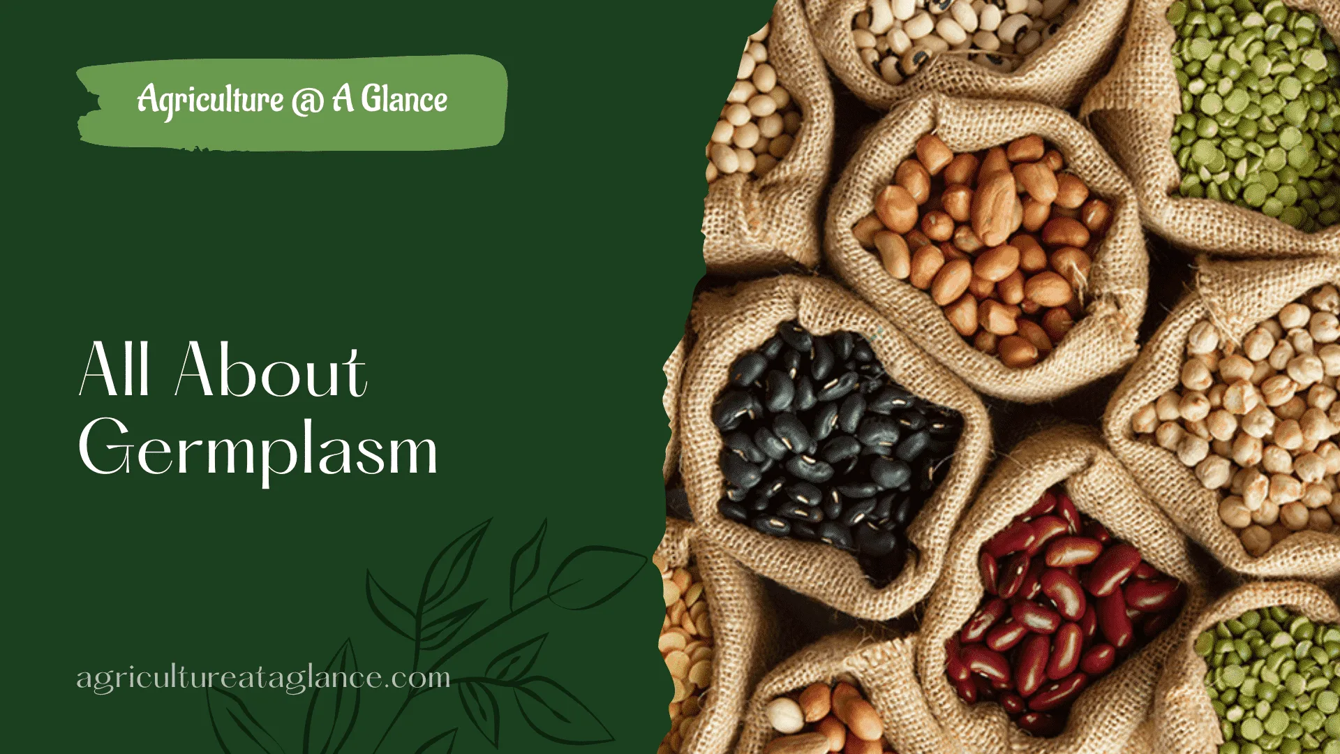 germplasm