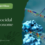 Gametocidal Chromosome