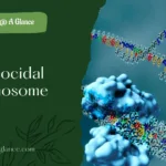 Gametocidal Chromosome