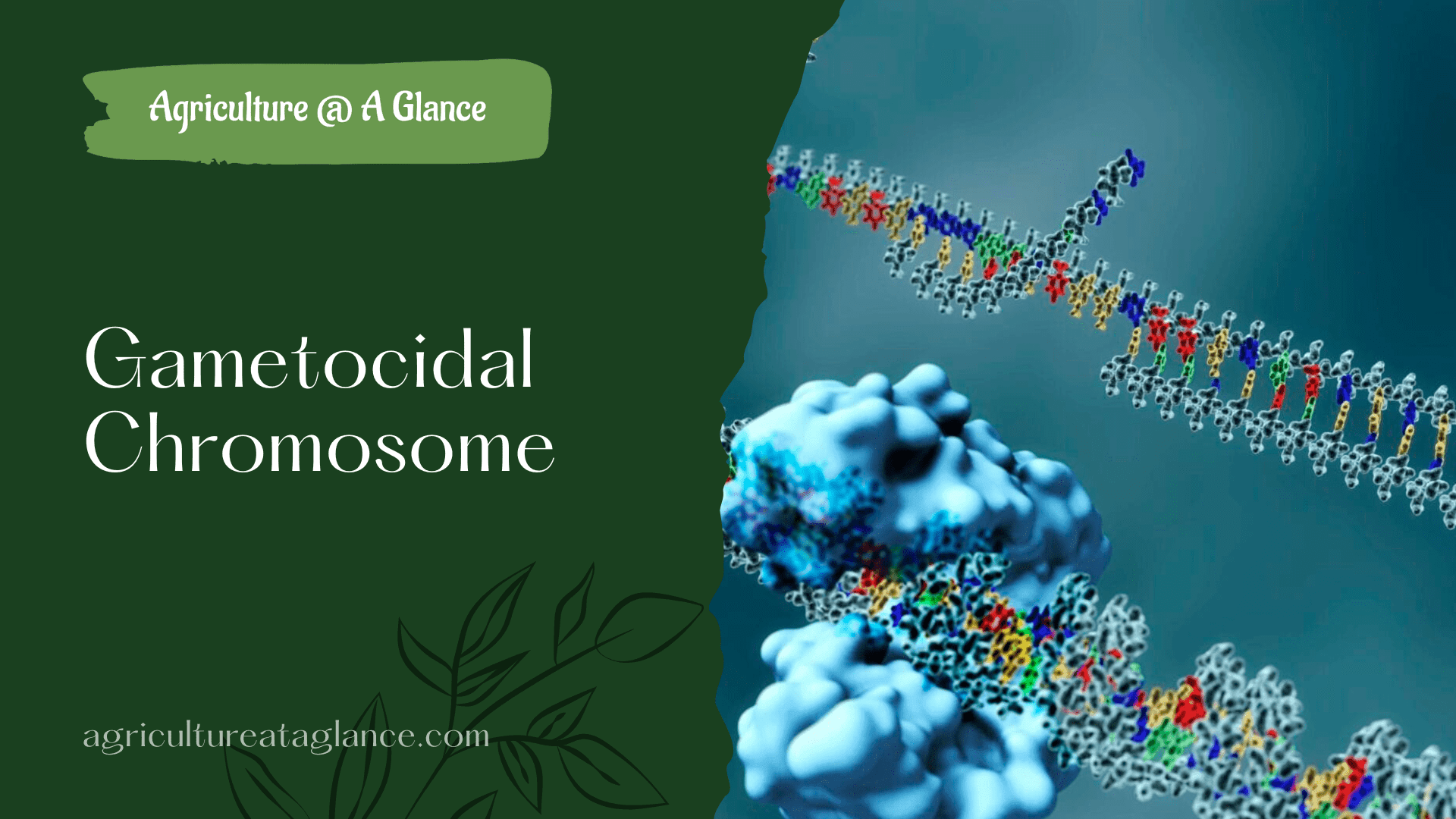 Gametocidal Chromosome