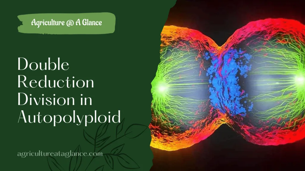 Double Reduction