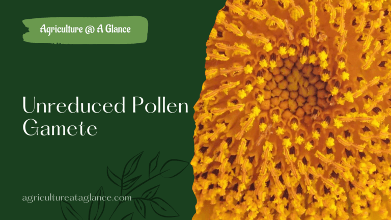 Unreduced Pollen Gamete