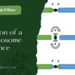 Inversion of a Chromosome Sequence