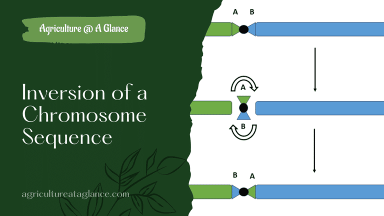 Inversion of a Chromosome Sequence