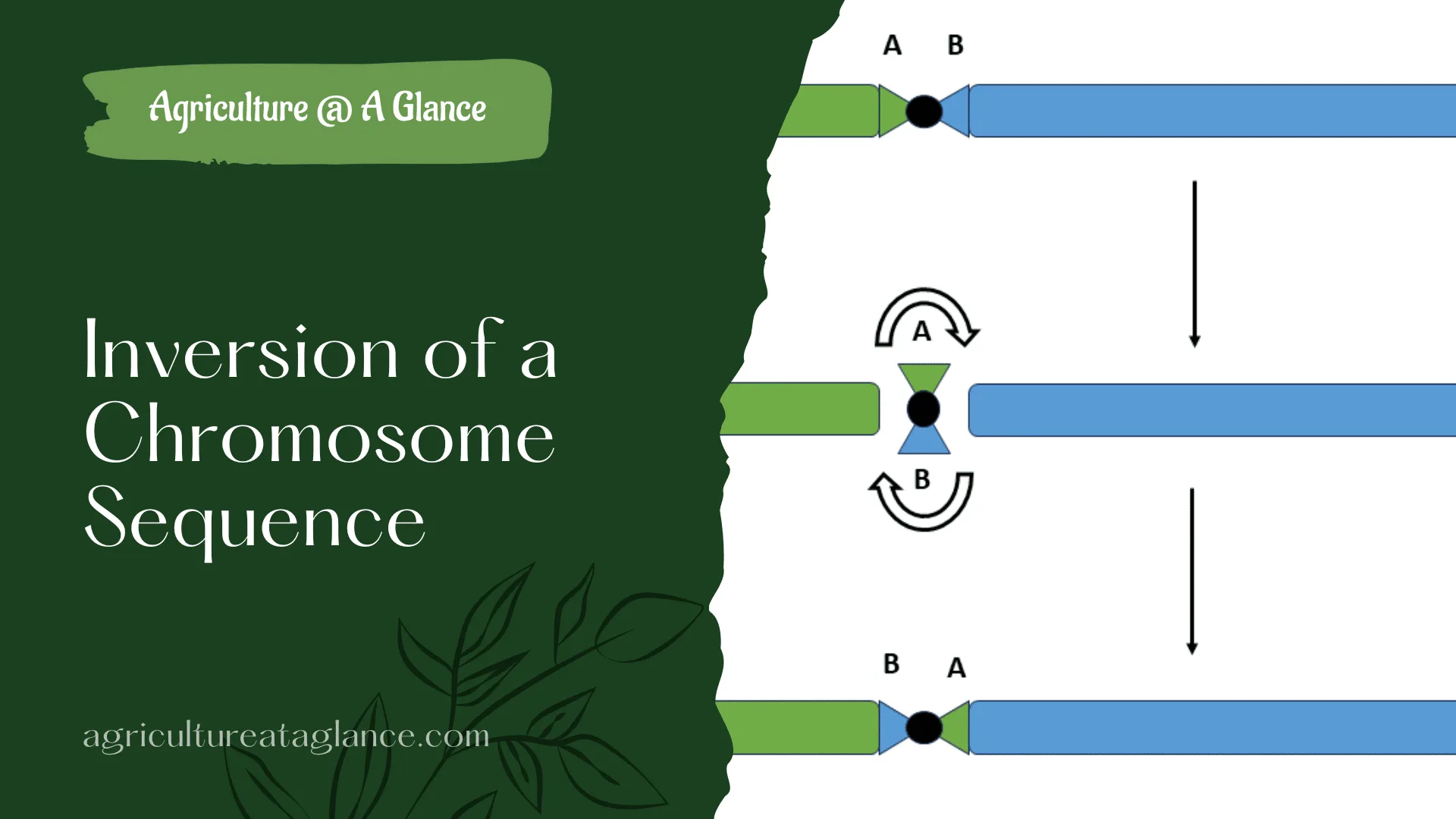Inversion of a Chromosome Sequence
