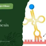 Wobble Hypothesis