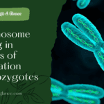 Chromosome Pairing in Meiosis of Duplication Heterozygotes