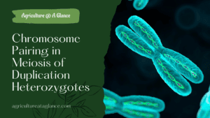 Chromosome Pairing in Meiosis of Duplication Heterozygotes