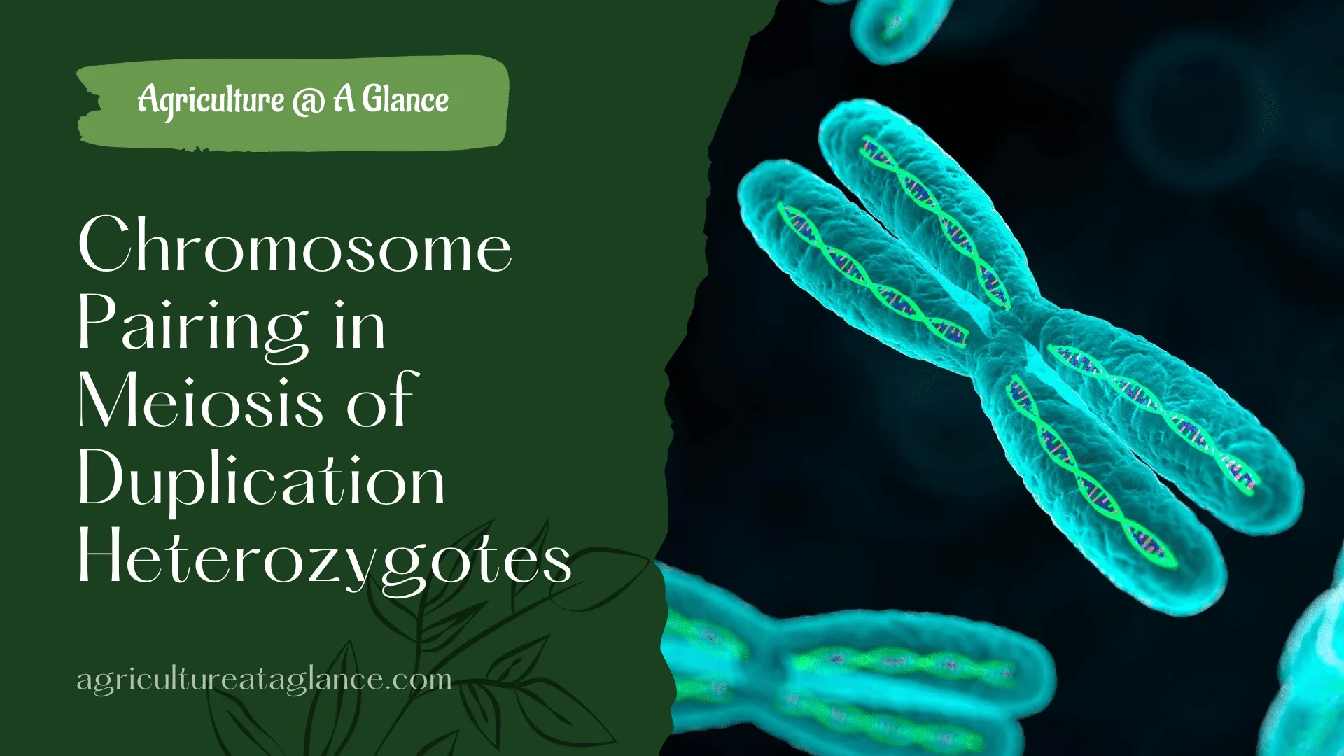 Chromosome Pairing in Meiosis of Duplication Heterozygotes