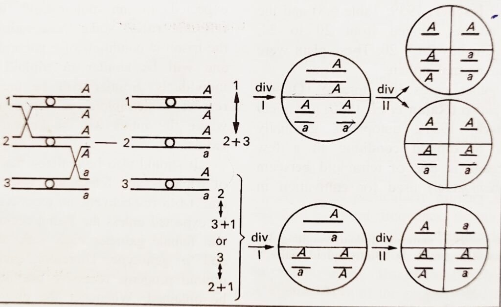Double Reduction