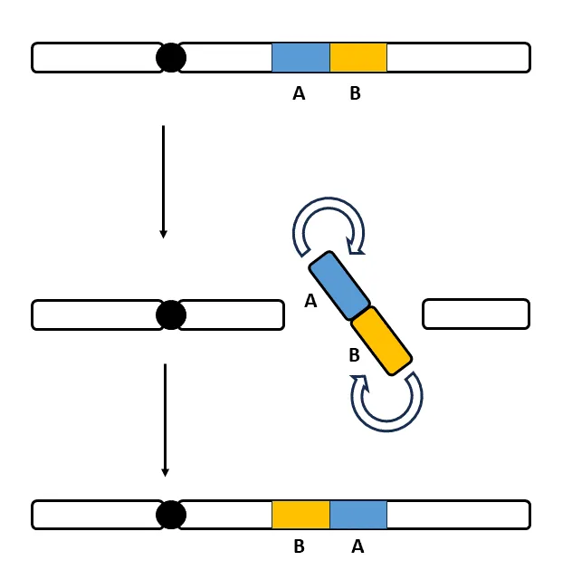 Inversion of a Chromosome Sequence