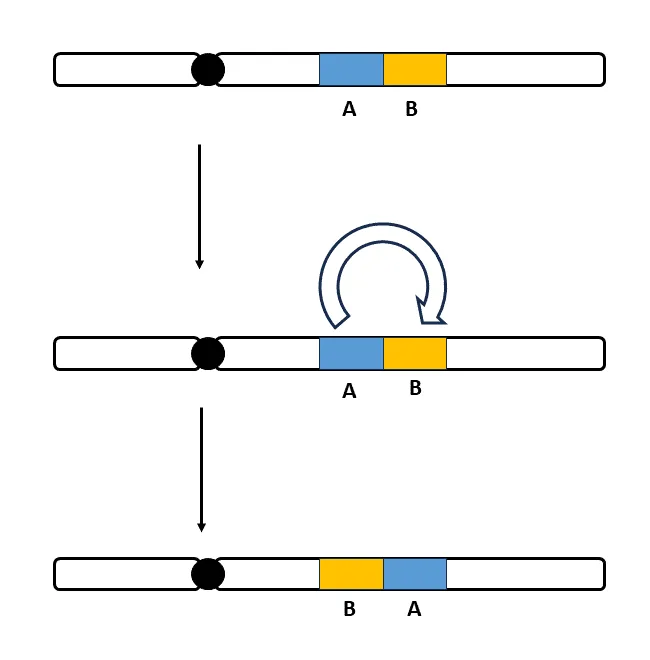 Inversion of a Chromosome Sequence