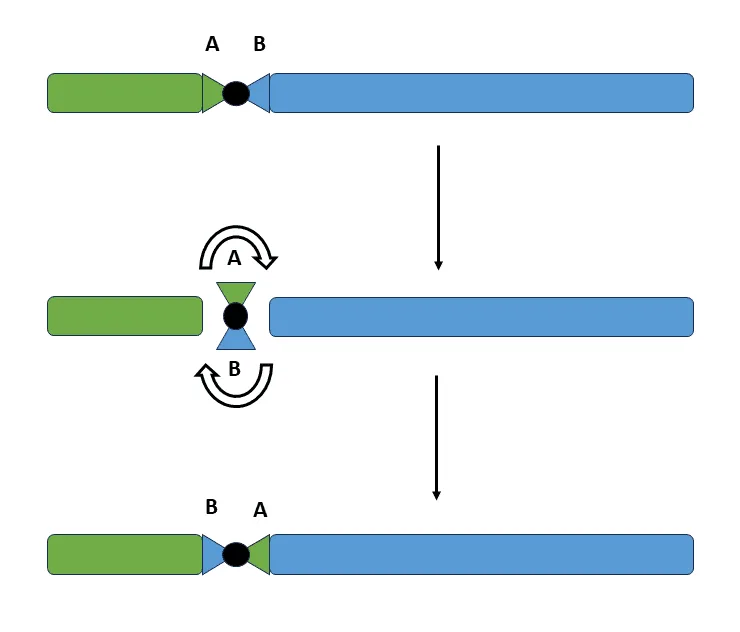 Inversion of a Chromosome Sequence