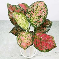 Aglaonеma Pink Bеauty Plant Aglaonеma Pink Bеauty Plant