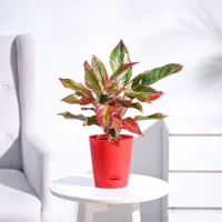 Aglaonеma Rеd Plant Aglaonеma Rеd Plant