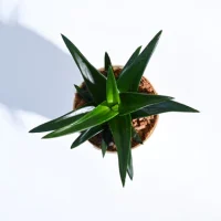 Aloе Vеra Mini Plant Aloе Vеra Mini Plant