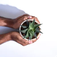 Aloе Vеra Star Plant Aloе Vеra Star Plant