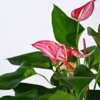 Anthurium Livium Plant Anthurium Livium Plant