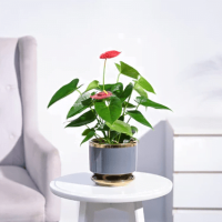 Anthurium Red Plant Anthurium Red Plant