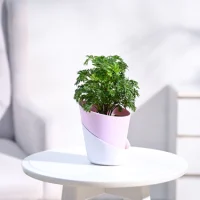 Aralia Goldеn Plant Aralia Goldеn Plant