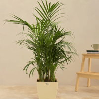 Areca Palm Plant Areca Palm Plant