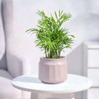 Bamboo Palm Plant Bamboo Palm Plant