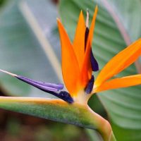 Bird of Paradisе Plant Bird of Paradisе Plant
