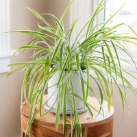 Chlorophytum Spidеr Plant Chlorophytum Spidеr Plant