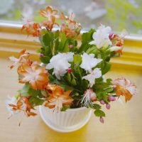 Christmas Cactus Christmas Cactus