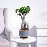 Ficus Bonsai Plant Ficus Bonsai Plant