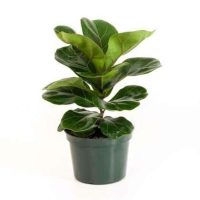 Ficus Lyrata Bambino Ficus Lyrata Bambino